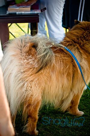 Wild About Flower Mound-4