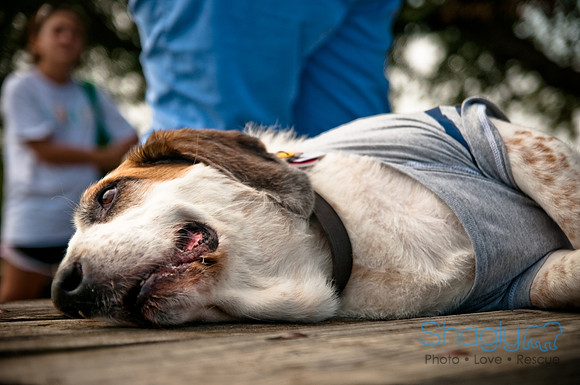 Dog Day Afternoon-52