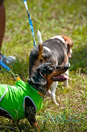 Dog Day Afternoon-18
