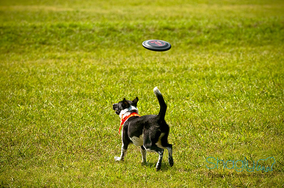 Dog Day Afternoon-8