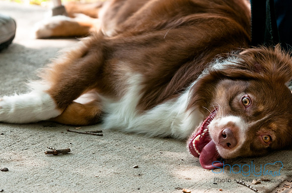 Dog Day Afternoon-14