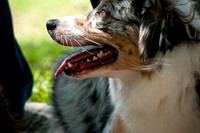 Dog Day Afternoon-15