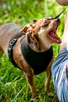 Dog Day Afternoon-10