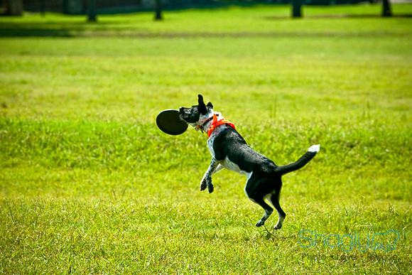 Dog Day Afternoon-12