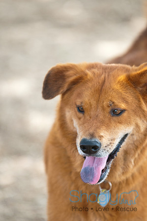 Dog Day Afternoon-106