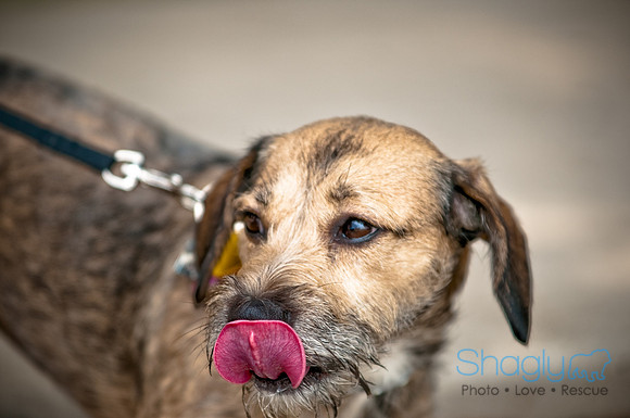 Dog Day Afternoon-103
