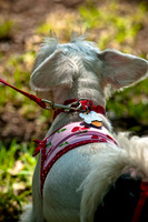 Dog Day Afternoon-13