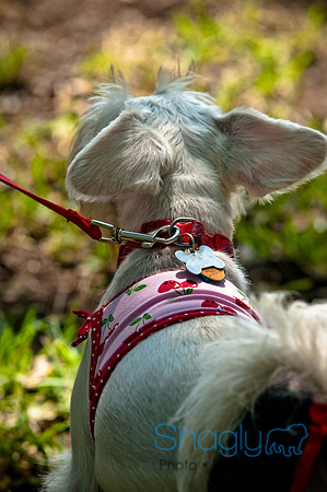 Dog Day Afternoon-13