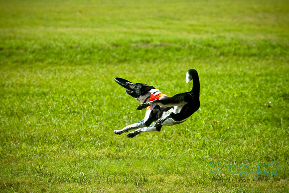 Dog Day Afternoon-11