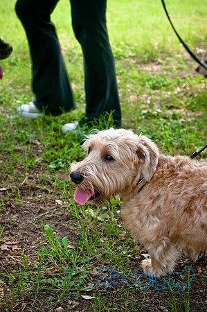 Dog Day Afternoon-111