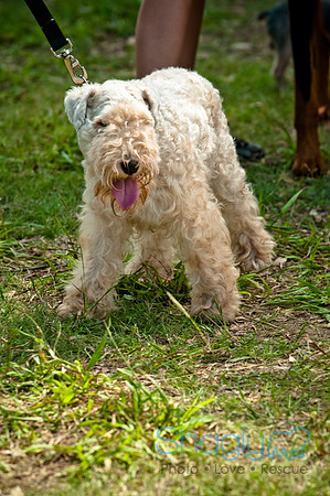 Dog Day Afternoon-19