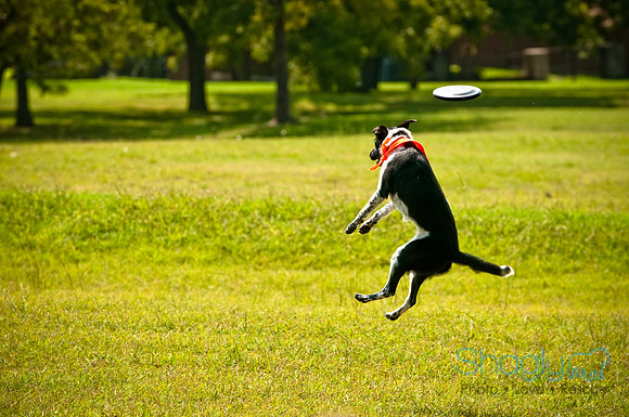 Dog Day Afternoon-9
