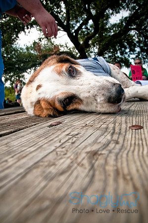 Dog Day Afternoon-39