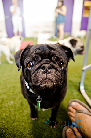 Princess & Yoshi's PUG BIRTHDAY BASH-21