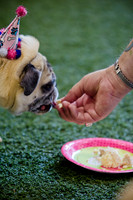 Princess & Yoshi's PUG BIRTHDAY BASH-13