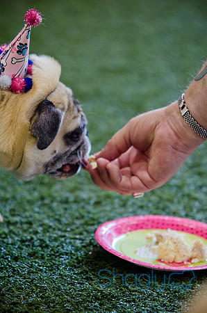 Princess & Yoshi's PUG BIRTHDAY BASH-13