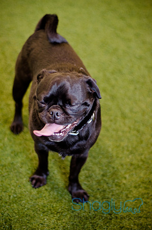 Princess & Yoshi's PUG BIRTHDAY BASH-7