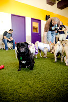 Princess & Yoshi's PUG BIRTHDAY BASH-20