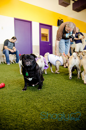 Princess & Yoshi's PUG BIRTHDAY BASH-20