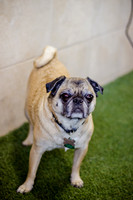 Princess & Yoshi's PUG BIRTHDAY BASH-2