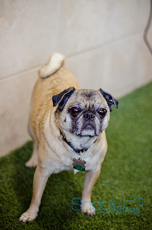 Princess & Yoshi's PUG BIRTHDAY BASH-2