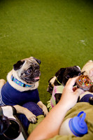 Princess & Yoshi's PUG BIRTHDAY BASH-18