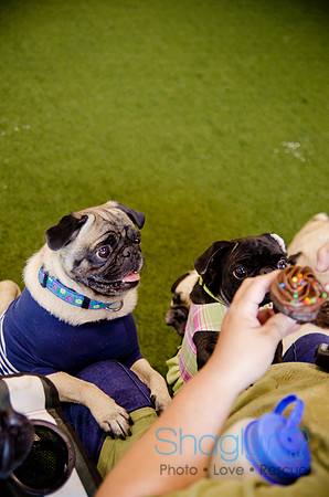 Princess & Yoshi's PUG BIRTHDAY BASH-18