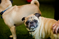 Princess & Yoshi's PUG BIRTHDAY BASH-3