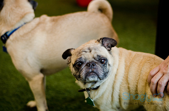 Princess & Yoshi's PUG BIRTHDAY BASH-3