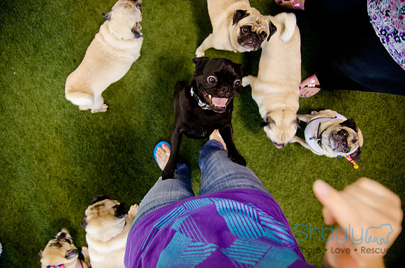 Princess & Yoshi's PUG BIRTHDAY BASH-26