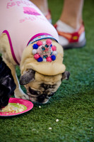 Princess & Yoshi's PUG BIRTHDAY BASH-14