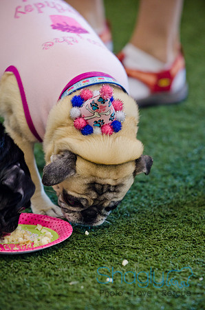 Princess & Yoshi's PUG BIRTHDAY BASH-14