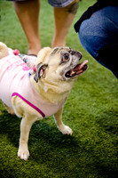 Princess & Yoshi's PUG BIRTHDAY BASH-16