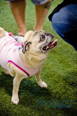Princess & Yoshi's PUG BIRTHDAY BASH-16