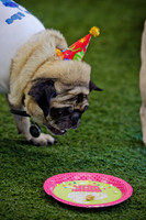 Princess & Yoshi's PUG BIRTHDAY BASH-12