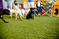 Princess & Yoshi's PUG BIRTHDAY BASH-19