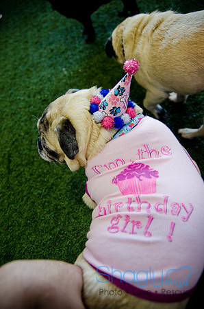 Princess & Yoshi's PUG BIRTHDAY BASH-24