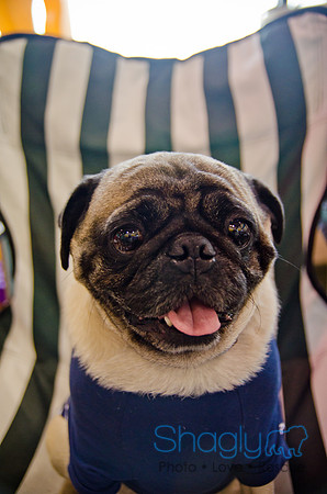 Princess & Yoshi's PUG BIRTHDAY BASH-23