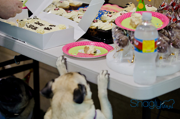 Princess & Yoshi's PUG BIRTHDAY BASH-11