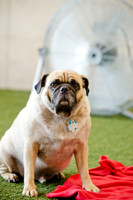 Princess & Yoshi's PUG BIRTHDAY BASH-10
