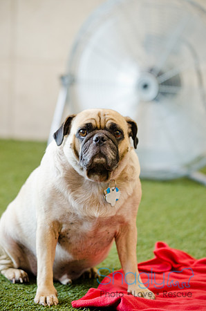 Princess & Yoshi's PUG BIRTHDAY BASH-10