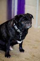 Princess & Yoshi's PUG BIRTHDAY BASH-9
