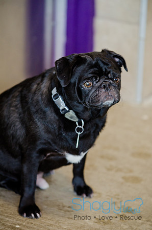 Princess & Yoshi's PUG BIRTHDAY BASH-9