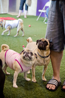 Princess & Yoshi's PUG BIRTHDAY BASH-17