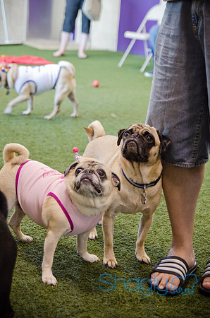 Princess & Yoshi's PUG BIRTHDAY BASH-17