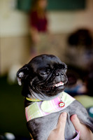 Princess & Yoshi's PUG BIRTHDAY BASH-4