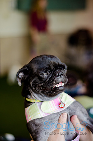Princess & Yoshi's PUG BIRTHDAY BASH-4