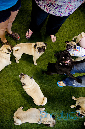 Princess & Yoshi's PUG BIRTHDAY BASH-25