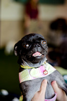 Princess & Yoshi's PUG BIRTHDAY BASH-5