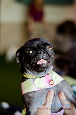 Princess & Yoshi's PUG BIRTHDAY BASH-5